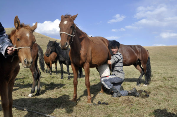 Okolie jazera Son Kol v Kirgzisku je známe jurtami a pastiermi dojacimi kumys - kobylie mlieko_resize